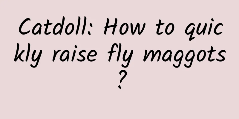 Catdoll: How to quickly raise fly maggots?