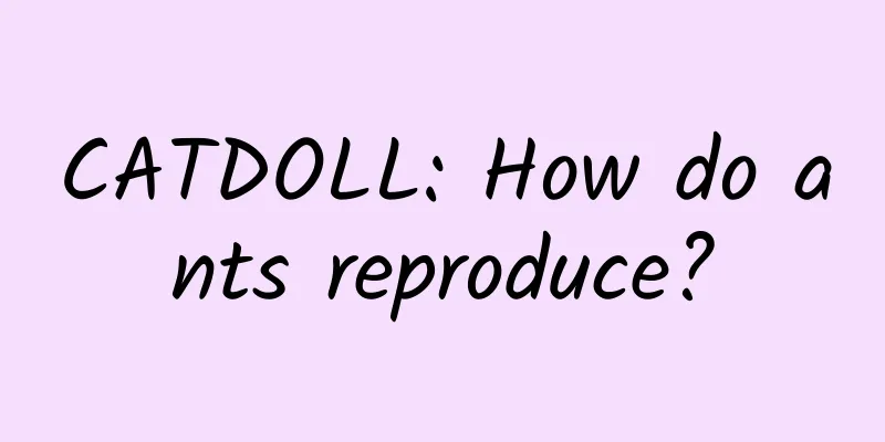 CATDOLL: How do ants reproduce?