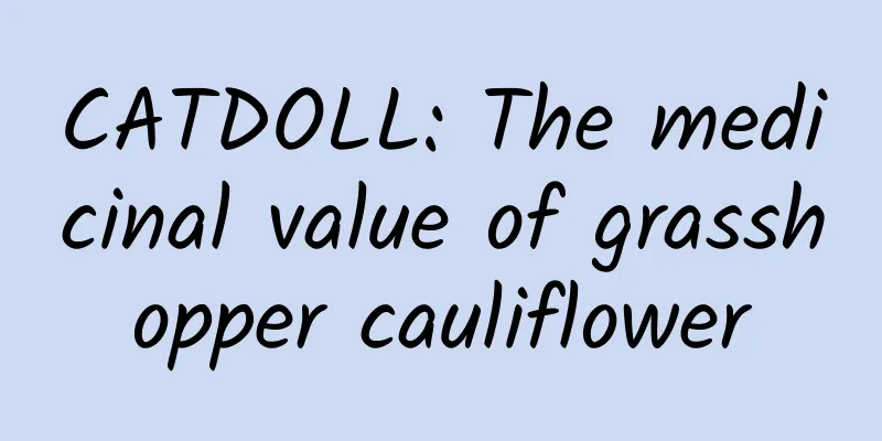CATDOLL: The medicinal value of grasshopper cauliflower