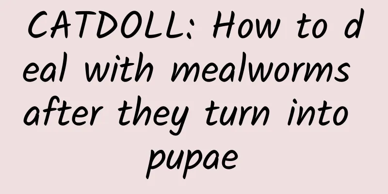 CATDOLL: How to deal with mealworms after they turn into pupae