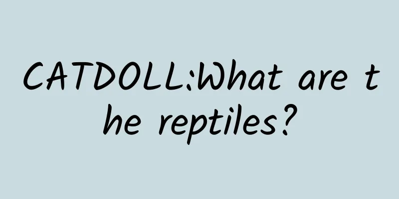 CATDOLL:What are the reptiles?