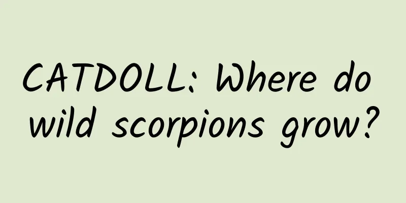 CATDOLL: Where do wild scorpions grow?