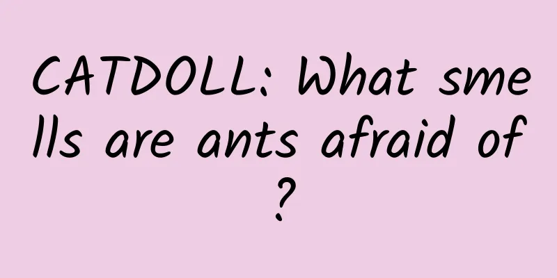 CATDOLL: What smells are ants afraid of?