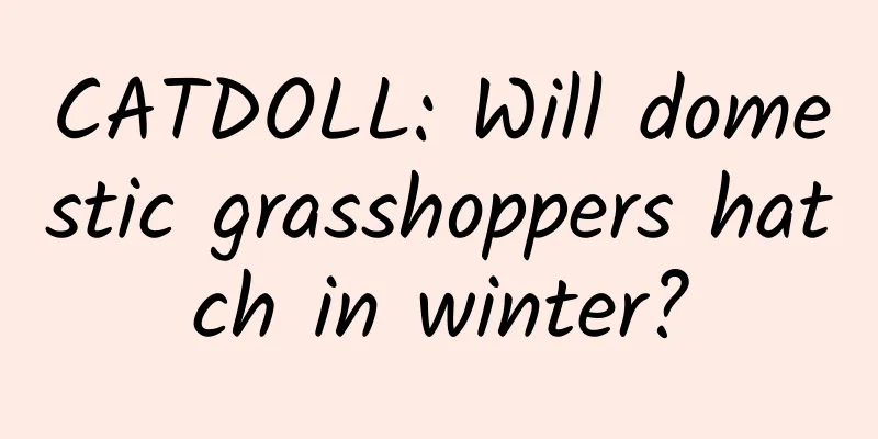 CATDOLL: Will domestic grasshoppers hatch in winter?