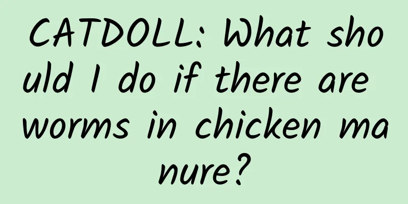 CATDOLL: What should I do if there are worms in chicken manure?