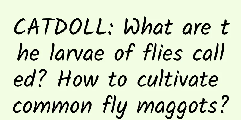CATDOLL: What are the larvae of flies called? How to cultivate common fly maggots?