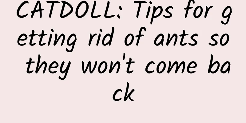 CATDOLL: Tips for getting rid of ants so they won't come back