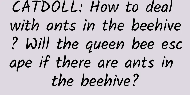CATDOLL: How to deal with ants in the beehive? Will the queen bee escape if there are ants in the beehive?