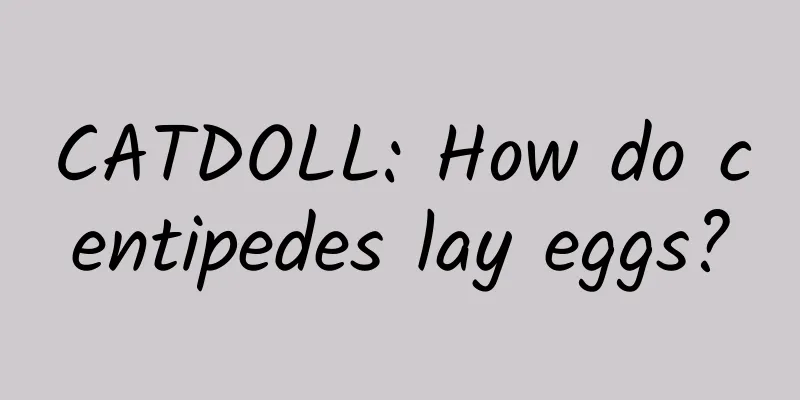 CATDOLL: How do centipedes lay eggs?