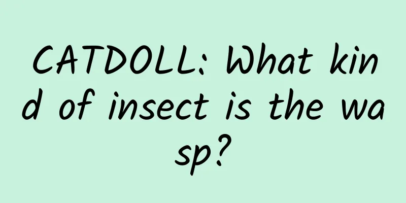 CATDOLL: What kind of insect is the wasp?