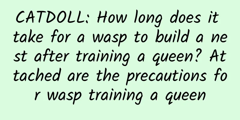 CATDOLL: How long does it take for a wasp to build a nest after training a queen? Attached are the precautions for wasp training a queen