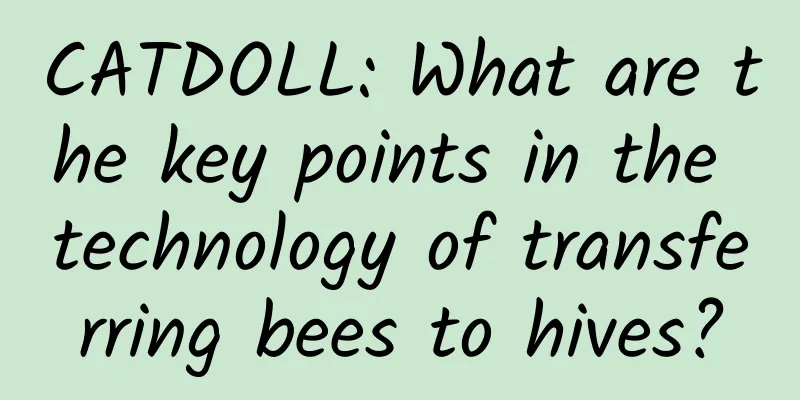 CATDOLL: What are the key points in the technology of transferring bees to hives?