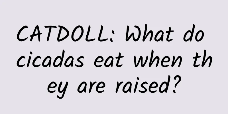 CATDOLL: What do cicadas eat when they are raised?
