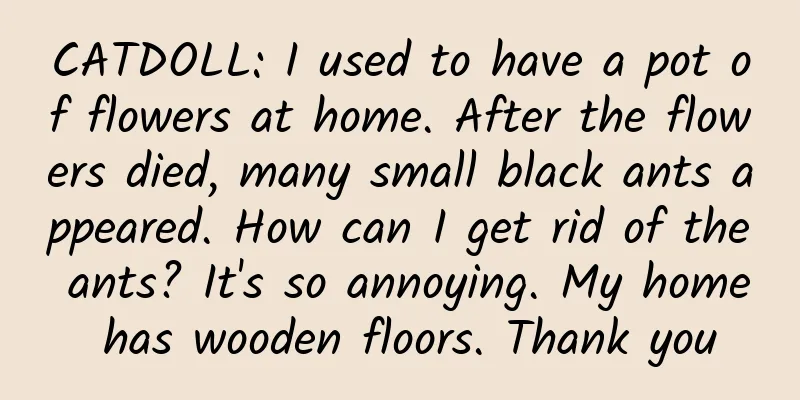 CATDOLL: I used to have a pot of flowers at home. After the flowers died, many small black ants appeared. How can I get rid of the ants? It's so annoying. My home has wooden floors. Thank you