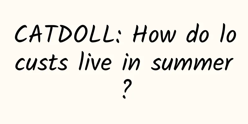 CATDOLL: How do locusts live in summer?
