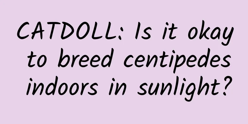 CATDOLL: Is it okay to breed centipedes indoors in sunlight?