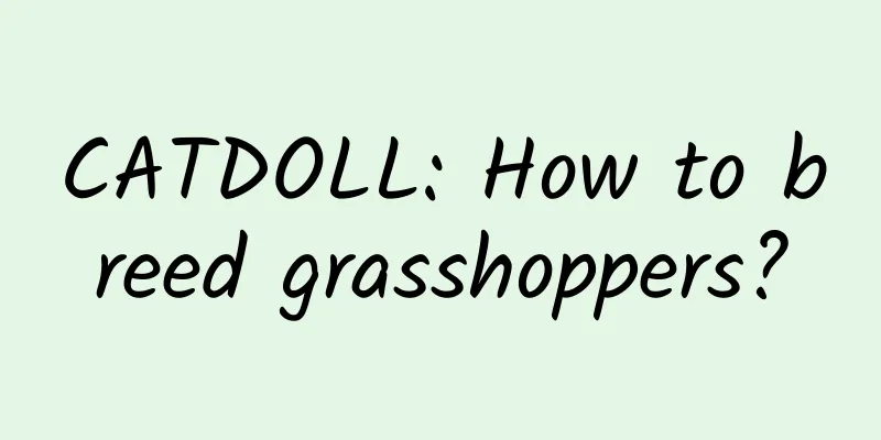CATDOLL: How to breed grasshoppers?