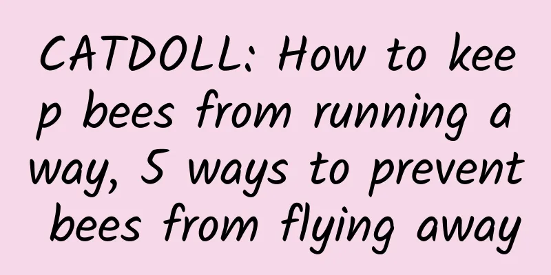 CATDOLL: How to keep bees from running away, 5 ways to prevent bees from flying away