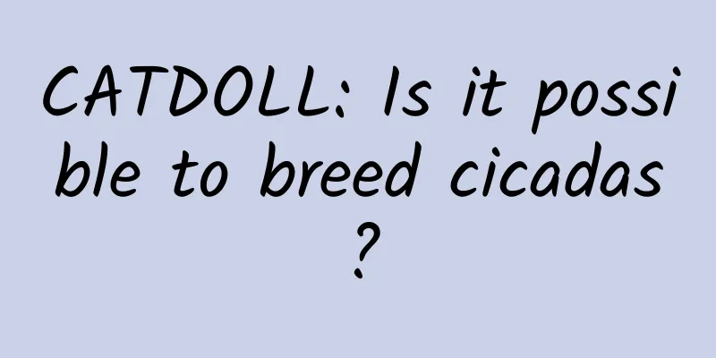 CATDOLL: Is it possible to breed cicadas?