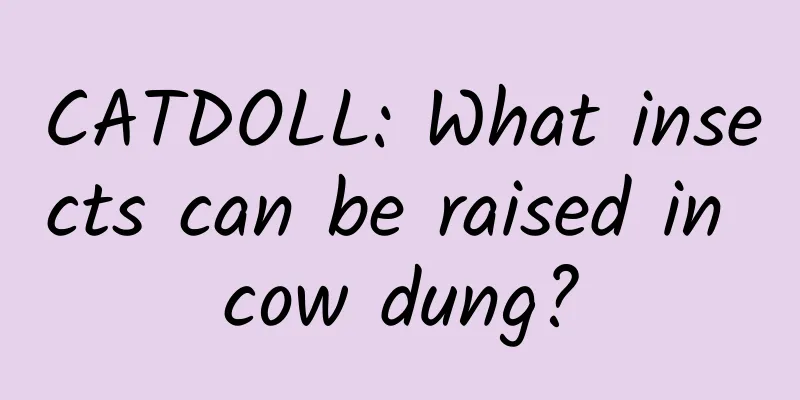 CATDOLL: What insects can be raised in cow dung?