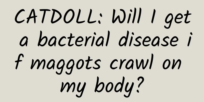 CATDOLL: Will I get a bacterial disease if maggots crawl on my body?