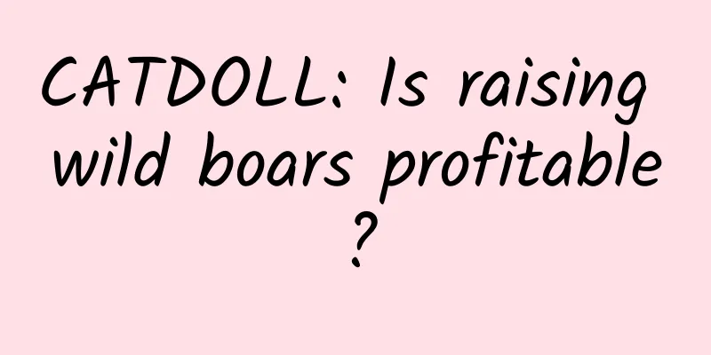 CATDOLL: Is raising wild boars profitable?