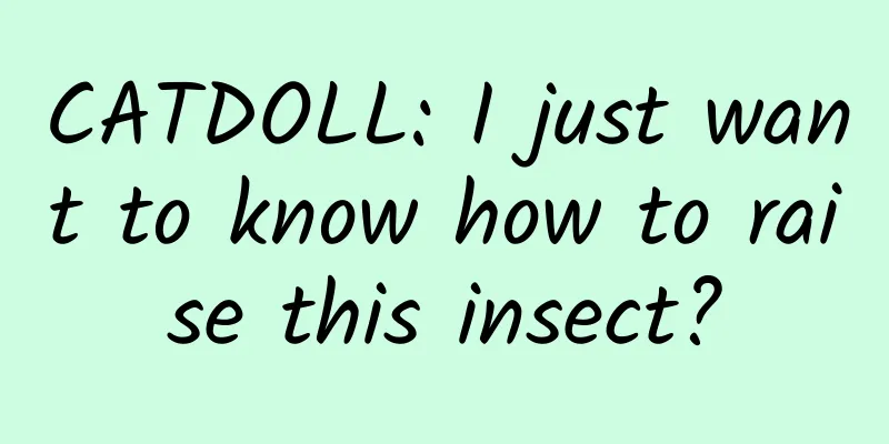 CATDOLL: I just want to know how to raise this insect?