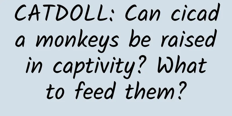 CATDOLL: Can cicada monkeys be raised in captivity? What to feed them?