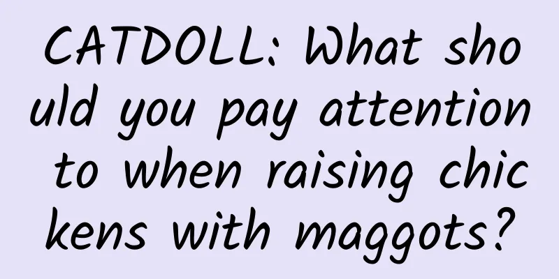 CATDOLL: What should you pay attention to when raising chickens with maggots?