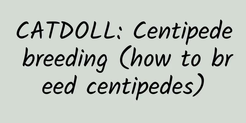 CATDOLL: Centipede breeding (how to breed centipedes)