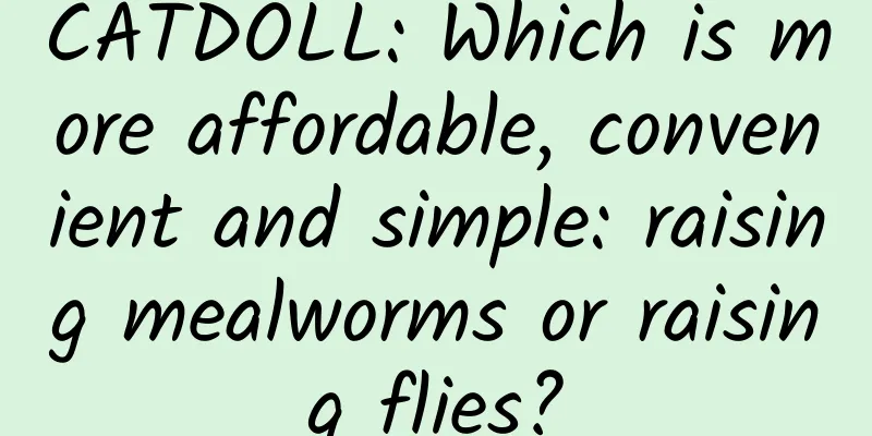 CATDOLL: Which is more affordable, convenient and simple: raising mealworms or raising flies?