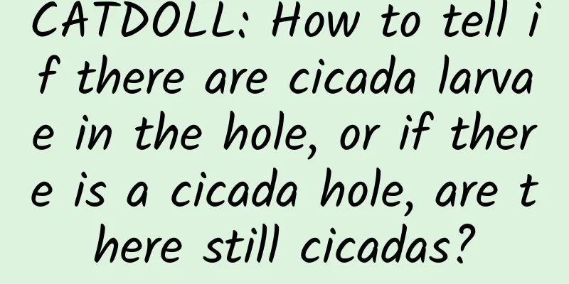 CATDOLL: How to tell if there are cicada larvae in the hole, or if there is a cicada hole, are there still cicadas?
