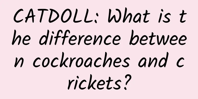 CATDOLL: What is the difference between cockroaches and crickets?