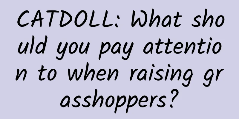 CATDOLL: What should you pay attention to when raising grasshoppers?