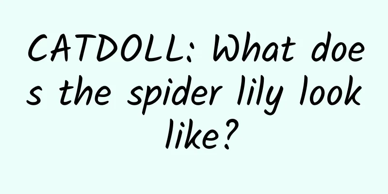CATDOLL: What does the spider lily look like?