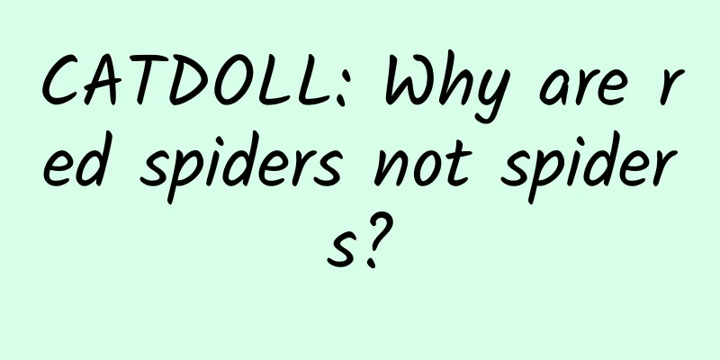 CATDOLL: Why are red spiders not spiders?
