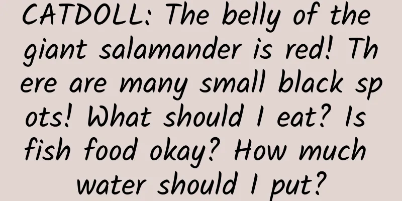 CATDOLL: The belly of the giant salamander is red! There are many small black spots! What should I eat? Is fish food okay? How much water should I put?