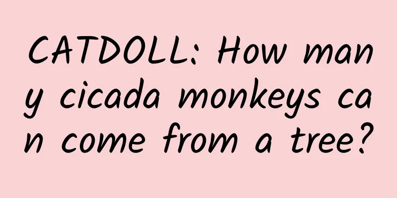 CATDOLL: How many cicada monkeys can come from a tree?