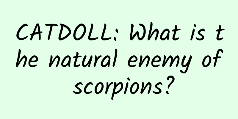 CATDOLL: What is the natural enemy of scorpions?