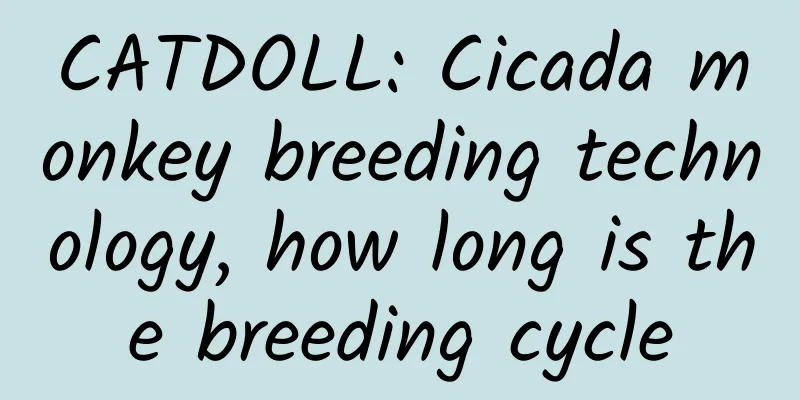 CATDOLL: Cicada monkey breeding technology, how long is the breeding cycle