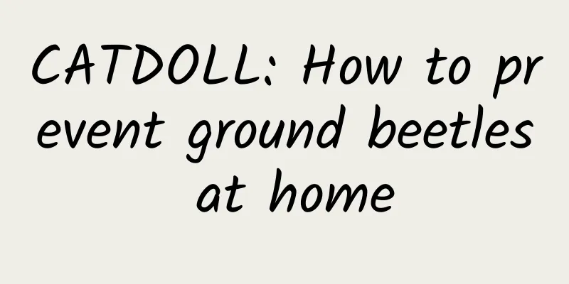 CATDOLL: How to prevent ground beetles at home