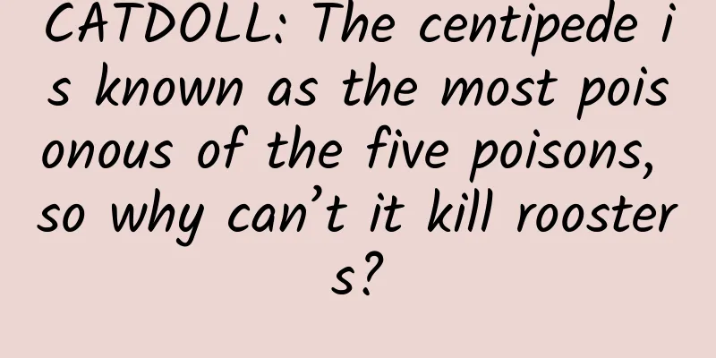 CATDOLL: The centipede is known as the most poisonous of the five poisons, so why can’t it kill roosters?