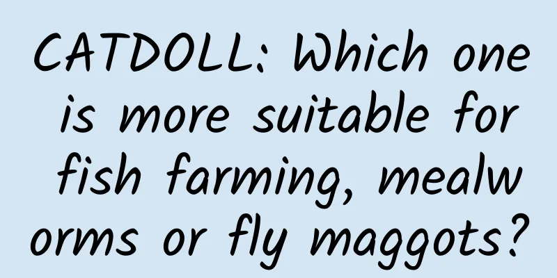 CATDOLL: Which one is more suitable for fish farming, mealworms or fly maggots?