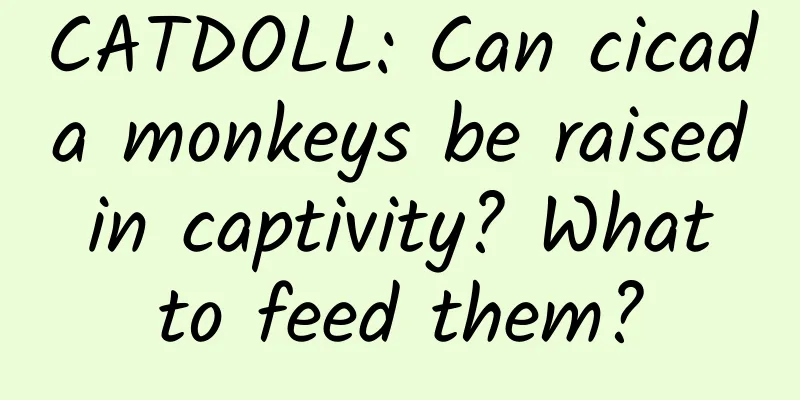 CATDOLL: Can cicada monkeys be raised in captivity? What to feed them?