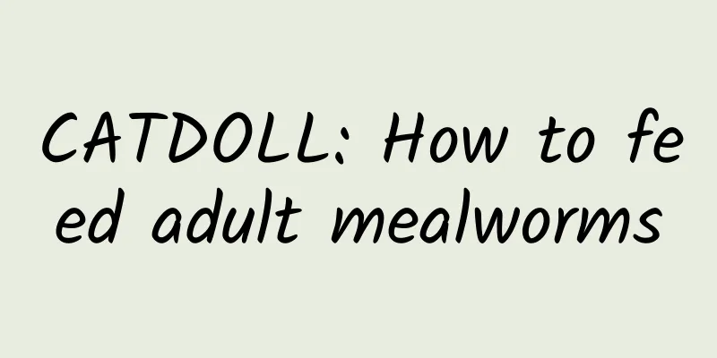 CATDOLL: How to feed adult mealworms