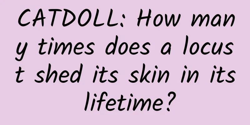 CATDOLL: How many times does a locust shed its skin in its lifetime?