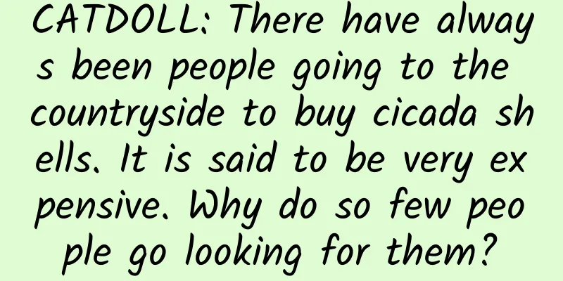 CATDOLL: There have always been people going to the countryside to buy cicada shells. It is said to be very expensive. Why do so few people go looking for them?