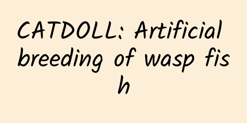 CATDOLL: Artificial breeding of wasp fish