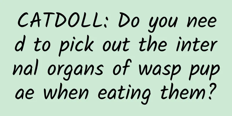 CATDOLL: Do you need to pick out the internal organs of wasp pupae when eating them?