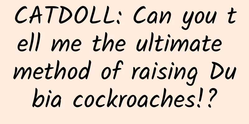 CATDOLL: Can you tell me the ultimate method of raising Dubia cockroaches!?